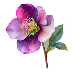 A watercolor painting of Hellebore Flower, vector illustration on white background.