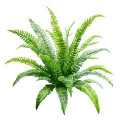 Kimberly Queen Fern in watercolor style, vector illustration, isolated on white background.
