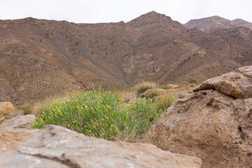 Discover the rugged beauty of Taft's desert mountains with vibrant yellow wildflowers blooming among ancient rocks. Perfect for nature lovers and travel enthusiasts.