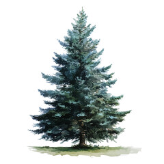 A watercolor painting of Fir Tree, vector illustration on white background.
