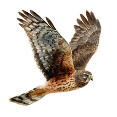 A watercolor painting of Harrier, vector illustration on white background.
