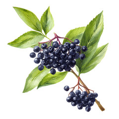 Elderberry, watercolor painting, vector illustration, isolated on a white background.