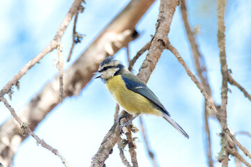 Cantando al aire libre este Cyanistes caeruleus (Herrerillo com&uacute;n)