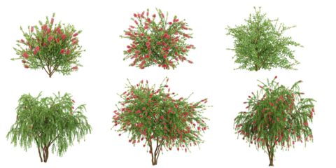 set of callistemon plants on transparent background
