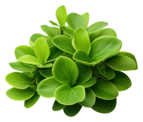 PNG Hawaiian ti plant green herbs leaf.
