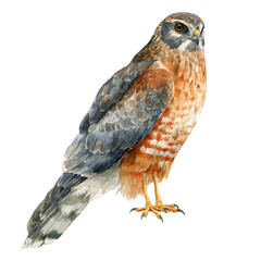 Harrier in watercolor style, vector illustration, isolated on white background.