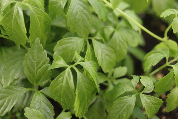 Gynostemma pentaphyllum Ziele życia Jiaogulan © Perovskia