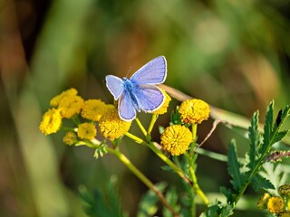 Bläuling auf einer gelben Blüte