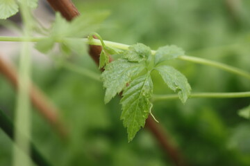 Gynostemma pentaphyllum Ziele życia Jiaogulan © Perovskia