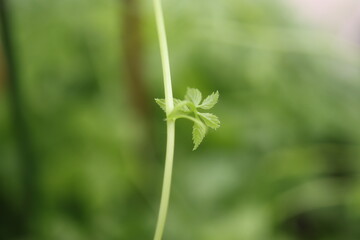 Gynostemma pentaphyllum Ziele życia Jiaogulan © Perovskia