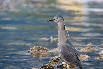 black-crowned night heron in the water, portrait of Nycticorax nycticorax in Argentina