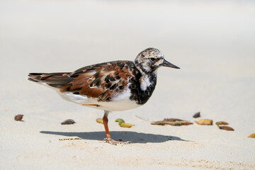 Ruddy turnstone on the beach, Arenaria interpres in Galapagos