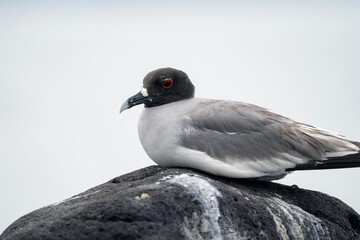 Swallow-tailed gull rests on a stone, Creagrus furcatus in Galapagos