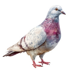 Dove in watercolor style, vector illustration, isolated on white background.