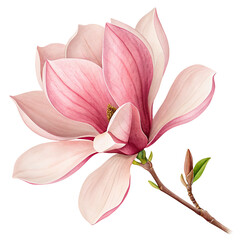 Elegant pink magnolia flower with delicate petals and green stem on a transparent background