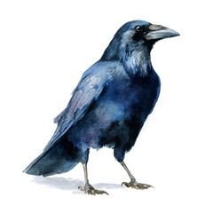Crow, watercolor painting, vector illustration, isolated on a white background.