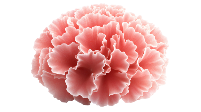 Abstract Coral Carnation Bloom with Intricate Petal Layers for Artistic Visuals and Creative Compositions