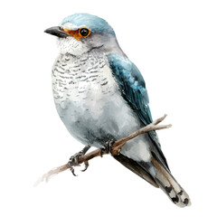 Cuckooshrike, watercolor painting, vector illustration, isolated on a white background.
