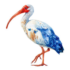 Ibis, watercolor painting, vector illustration, isolated on a white background.