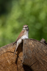 Obraz premium Red-backed Shrike sitting on a tree log , Lanius collurio