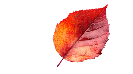 Autumnal Red and Orange Leaf with Detailed Veins for Seasonal Decoration and Botanical Illustration