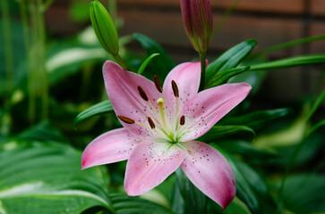 pink lily in the garden