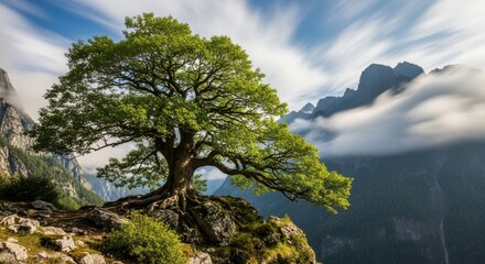 Obraz premium Ancient Oak Tree on a Rugged Mountain Peak Against a Dramatic Sky