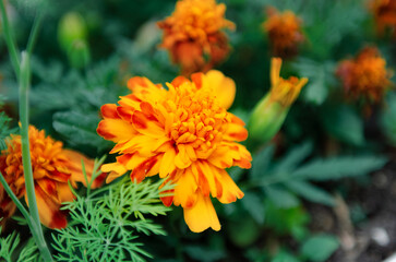 marigold flower orange flower in the garden