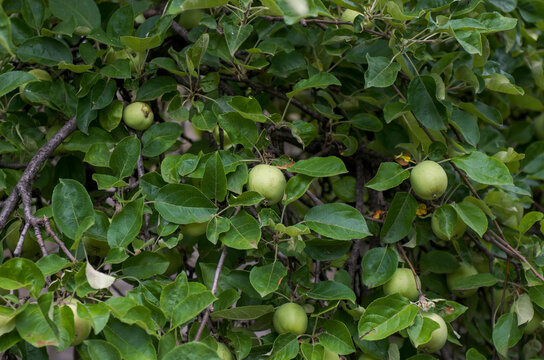 green apples on tree