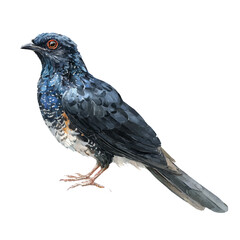 Watercolor vector illustration of Koel, isolated on white background.