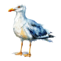 A watercolor painting of Gull, vector illustration on white background.