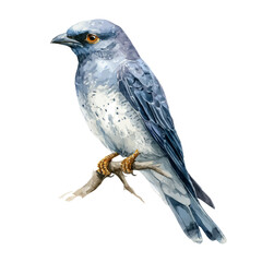 A watercolor painting of Cuckooshrike, vector illustration on white background.