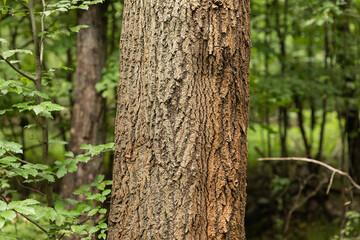 Kora drzewa w lesie / Tree bark in the forest © mydayphoto