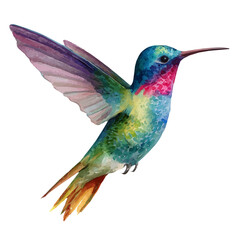 Watercolor vector illustration of Hummingbird, isolated on white background.