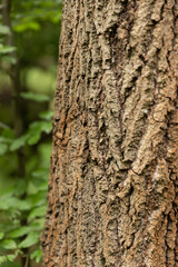Kora drzewa w lesie / Tree bark in the forest © mydayphoto