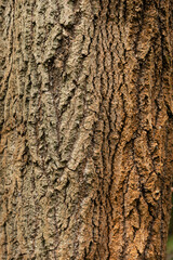 Kora drzewa w lesie / Tree bark in the forest