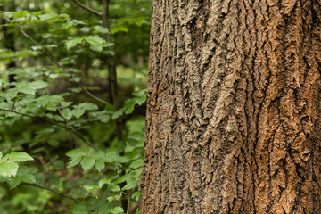 Kora drzewa w lesie / Tree bark in the forest © mydayphoto