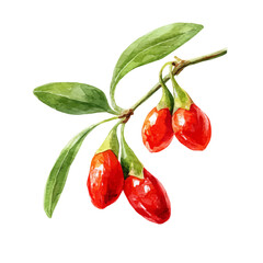 A watercolor painting of Goji Berry, vector illustration on white background.