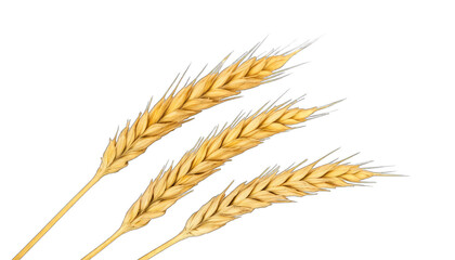 Close Up of Golden Wheat Ears on Black Background grain isolated on a transparent background