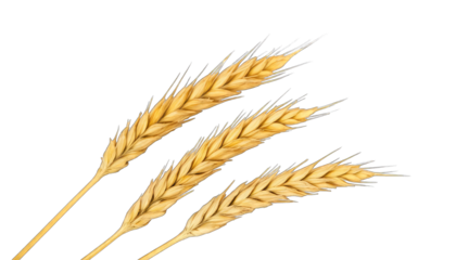 Close Up of Golden Wheat Ears on Black Background grain isolated on a transparent background