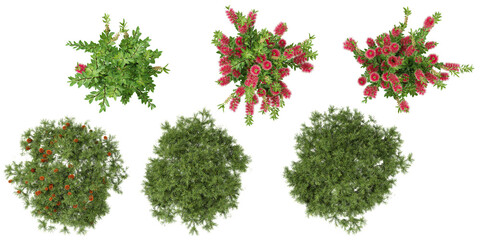 set of Banksia,callistemon plants on transparent background from the top view