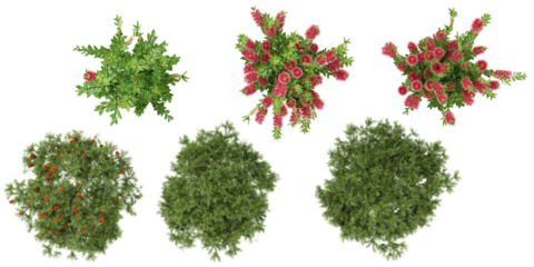 set of Banksia,callistemon plants on transparent background from the top view