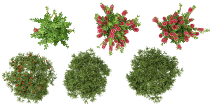 set of Banksia,callistemon plants on transparent background from the top view