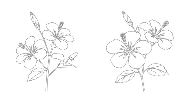 Delicate botanical illustration of hibiscus flowers and green stems shown in outline