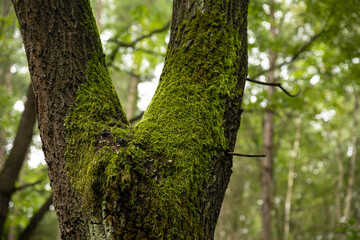 Pień drzewa z mchem w lesie / Tree trunk with moss in the forest © mydayphoto