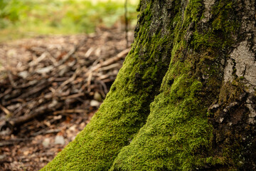 Pień drzewa z mchem w lesie / Tree trunk with moss in the forest © mydayphoto