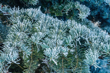 Frost-covered Evergreen Branches in a Winter Landscape
