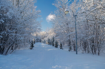Tranquil winter landscape with snow-covered trees and path