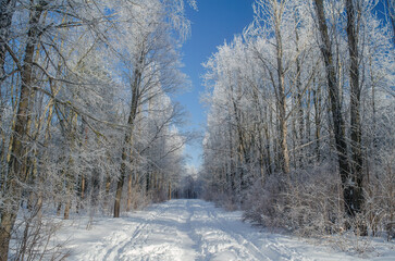 Serene winter pathway surrounded by frosted trees under blue sky