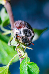 Close-up of a Beetle Crawling on Green Leaves